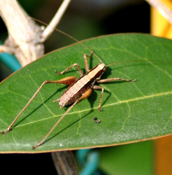 Yersinella raymondi ?  S, maschio